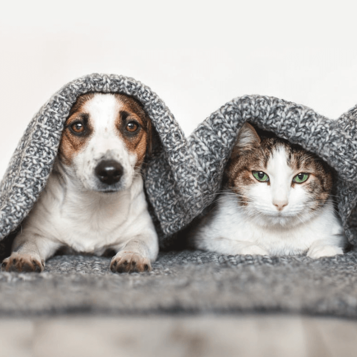 Herbal Refreshing Spray for pets ideal for keeping dogs and cats tidy and well-groomed between baths.